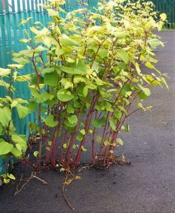 What is Japanese Knotweed? Identify Japanese Knotweed | JBB Knotweed Solutions