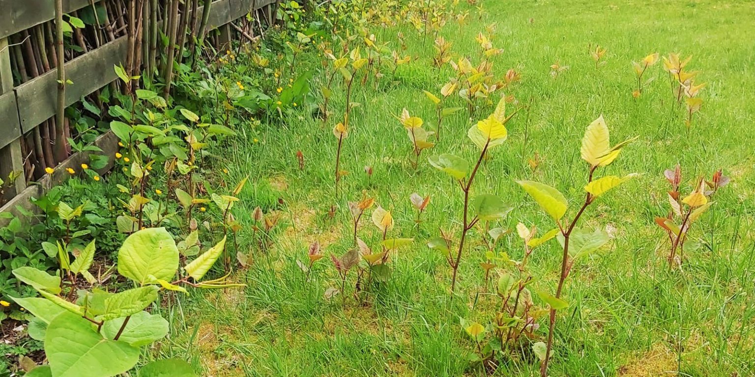 Green arrow-shaped leaves and bamboo-like stems of the Japanese Knotweed plant