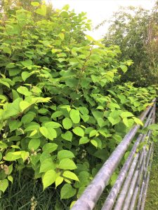 Is Japanese Knotweed Dangerous? Japanese Knotweed Shoots | JBB Knotweed Solutions