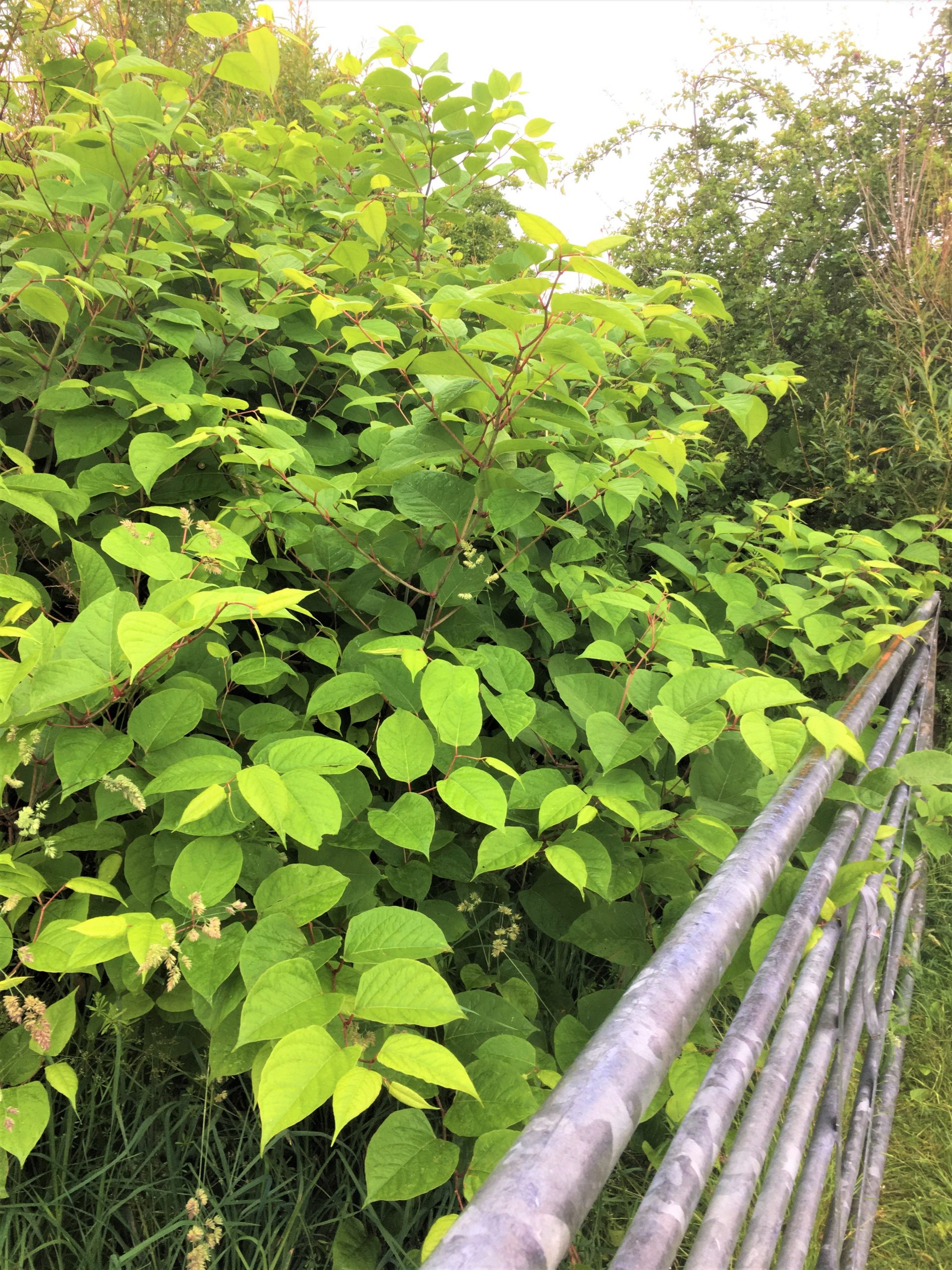 Is Japanese Knotweed Dangerous