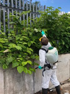 Is Japanese Knotweed Dangerous? Japanese Knotweed Shoots | JBB Knotweed Solutions