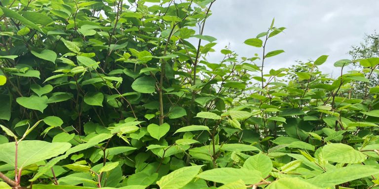 Japanese Knotweed Removal Scotland | JBB Knotweed Solutions