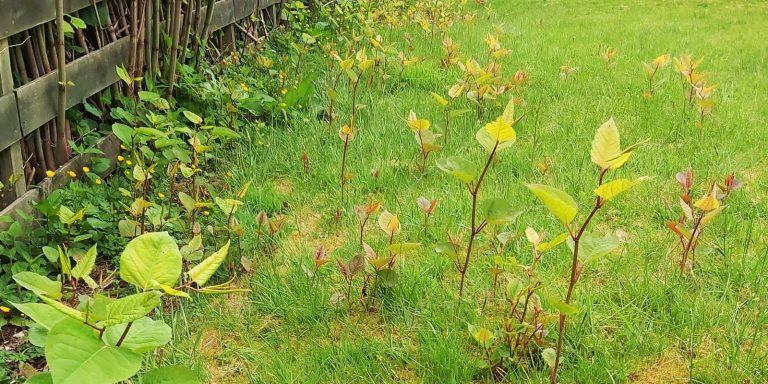 Is Japanese Knotweed Dangerous? Japanese Knotweed Shoots | JBB Knotweed Solutions