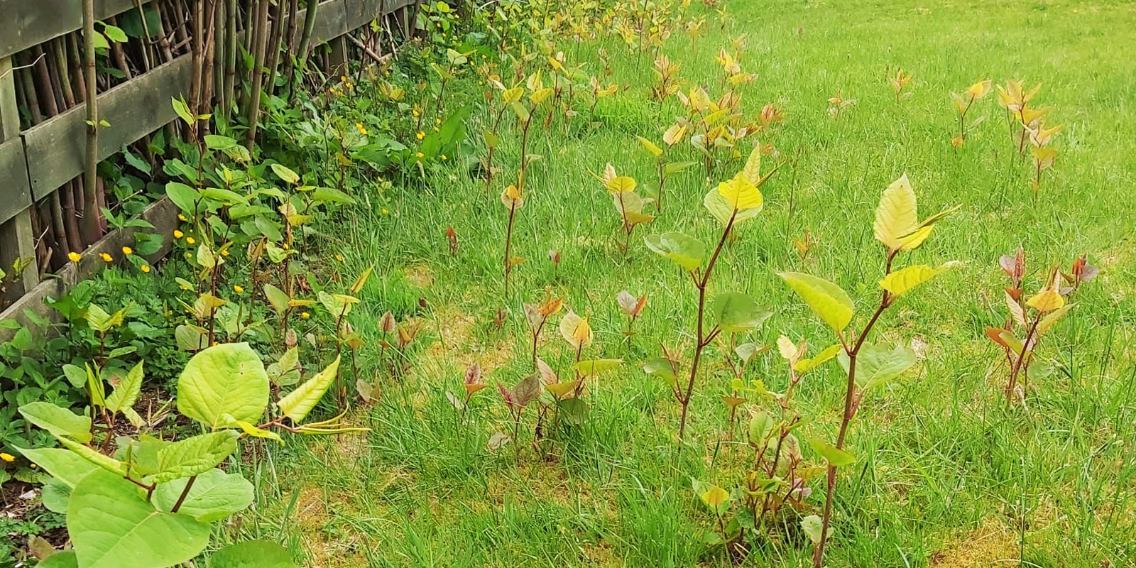 is-japanese-knotweed-dangerous-jbb-knotweed-solutions