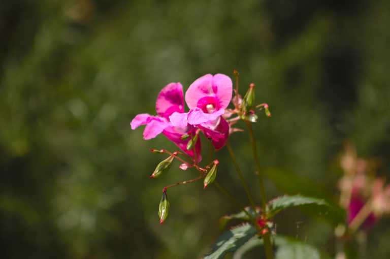 Pink flowers of Himalayan Balsam invasive weed