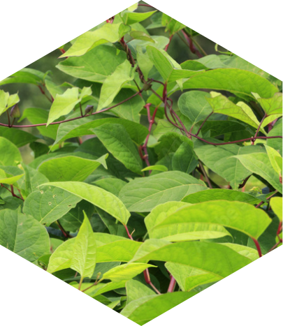 Japanese Knotweed Identification Scotland | JBB Knotweed Solutions