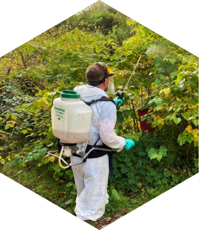 Japanese Knotweed Identification & Removal Scotland | JBB Knotweed Solutions