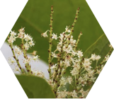 Japanese Knotweed Flowers | Japanese Knotweed Identification Scotland | JBB Knotweed Solutions