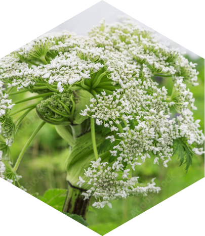 White flowers and green stems of Giant Hogweed