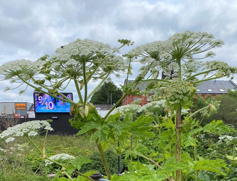 Giant Hogweed plant in foreground, showcasing its distinguishable white flowers