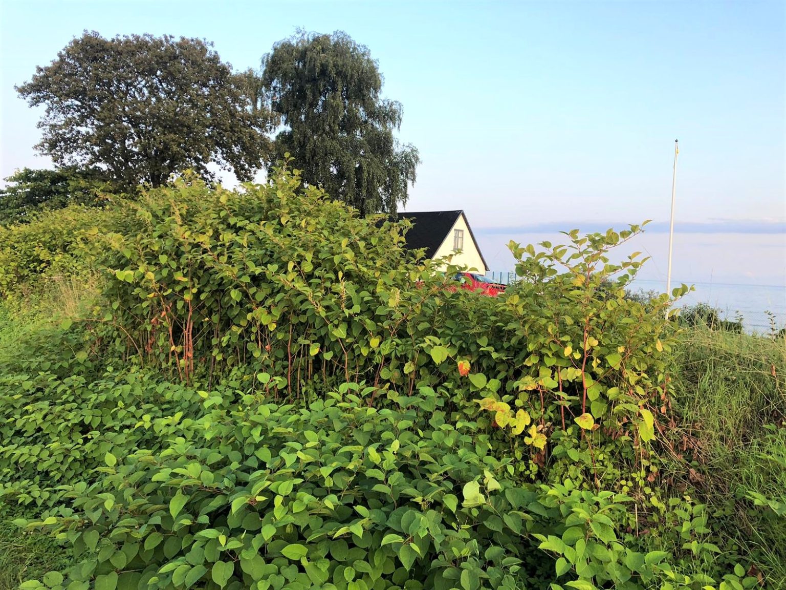Japanese Knotweed plant on a domestic property