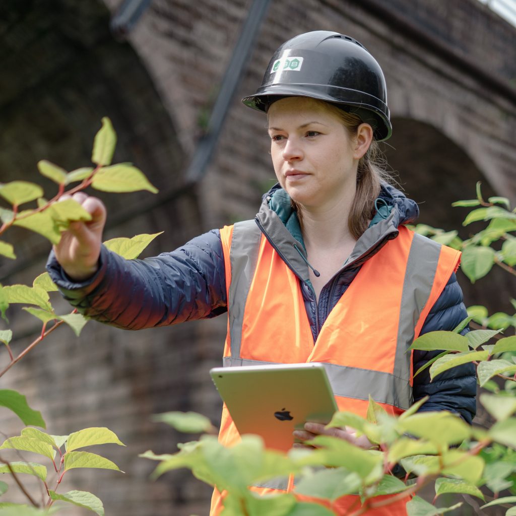 Japanese knotweed identification Scotland