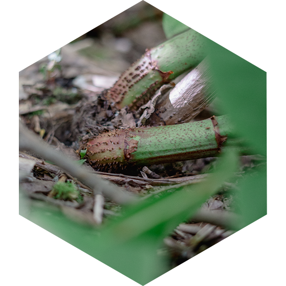 Japanese knotweed stem