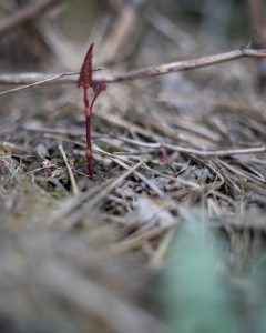 Japanese knotweed Stem