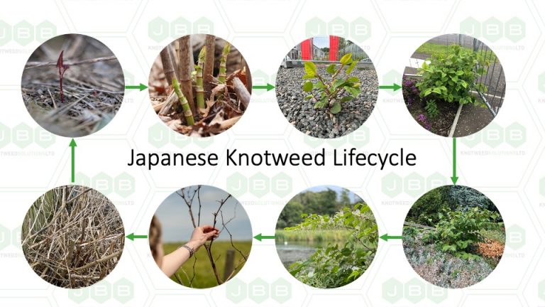 Japanese Knotweed Lifecycle