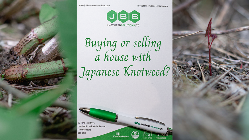 Buying or selling a house with Japanese Knotweed?