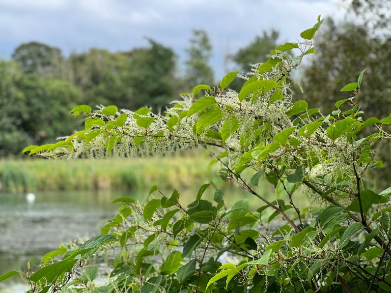 Japanese knotweed Edinburgh flowering