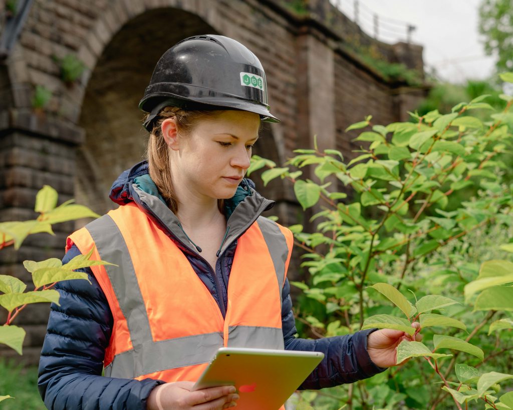 Japanese Knotweed Survey