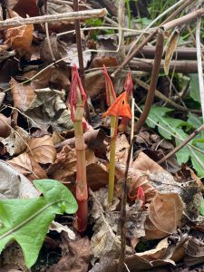 What Japanese knotweed looks like when it starts to grow