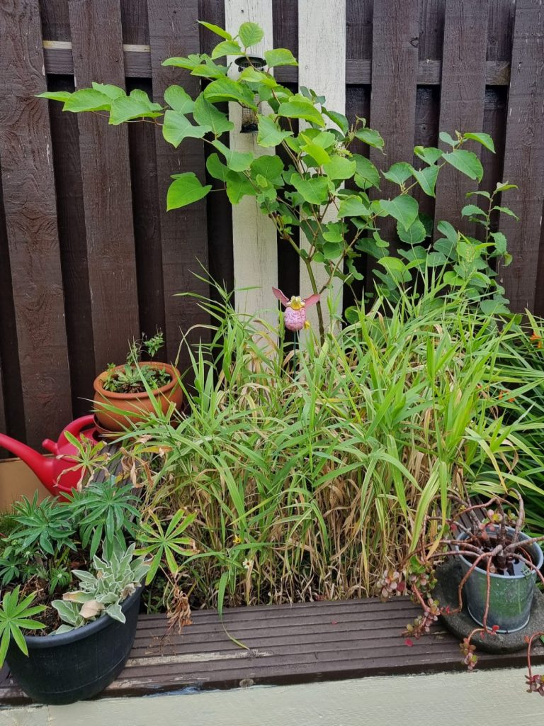 Japanese knotweed dispute