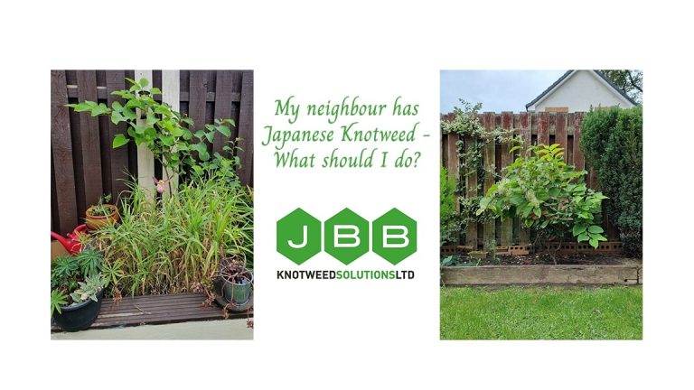 Image illustrating gardens with Japanese Knotweed featuring the text "My neighbour has Japanese Knotweed, what should I do?"