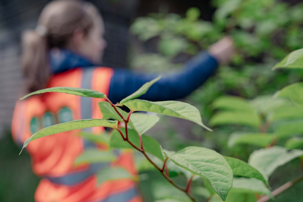 How to identify Japanese Knotweed when it starts to grow | JBB Knotweed Solutions