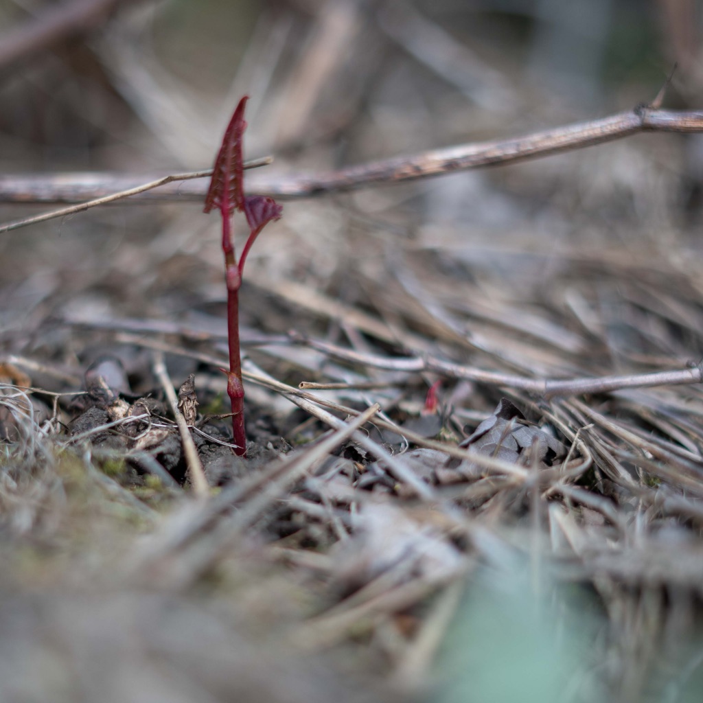 Red arrow-headed shoot of Japanese Knotweed in early growth