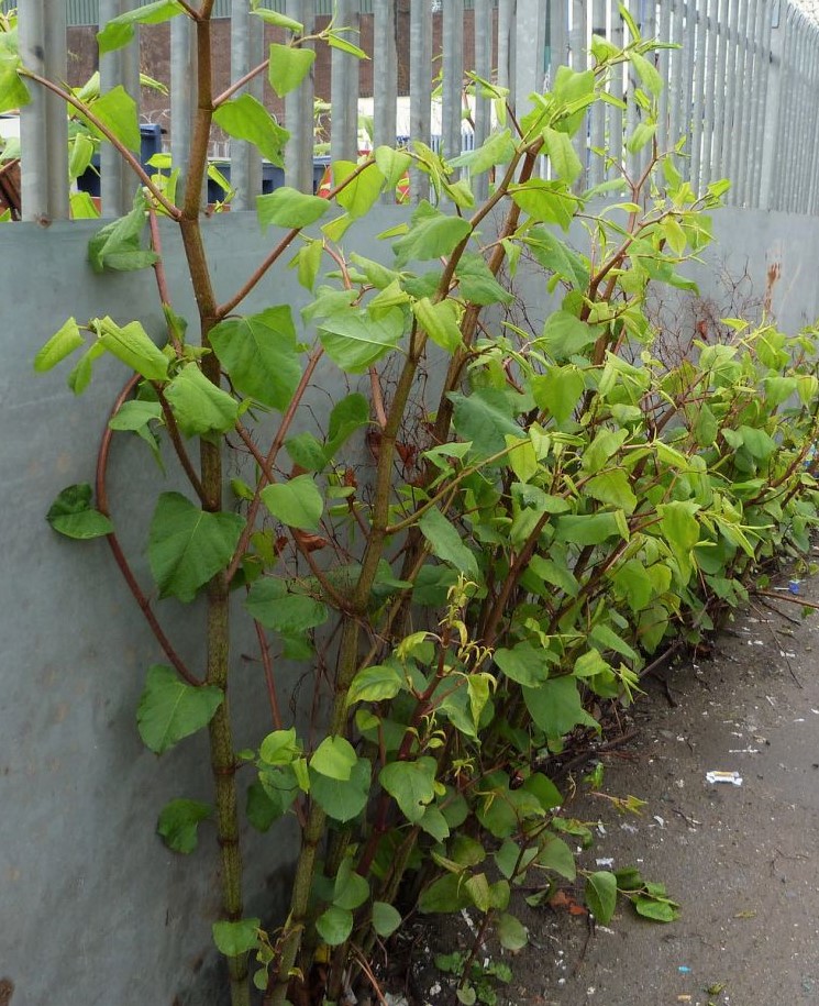 Green arrow-shaped leaves and dark stems of Japanese Knotweed plant
