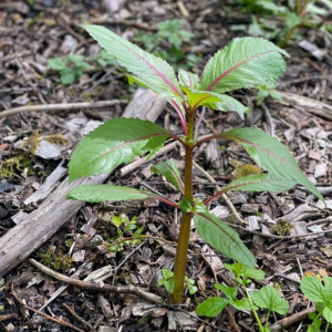 Himalayan Balsam early growth in Scotland
