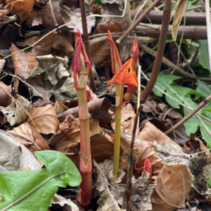Red arrow-headed shoots of Japanese Knotweed shoots in early growth