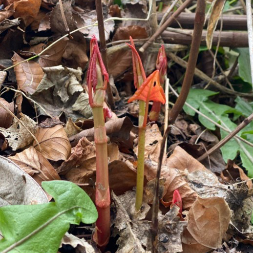 Red arrow-headed shoots of Japanese Knotweed shoots in early growth