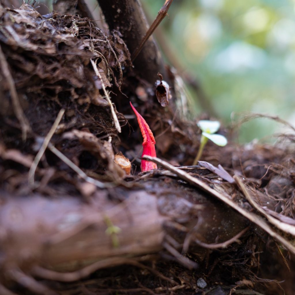 How to identify Japanese Knotweed when it starts to grow | JBB Knotweed Solutions