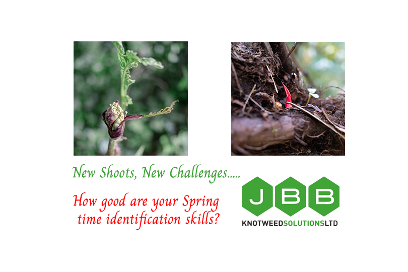 Early Spring Japanese Knotweed Identification