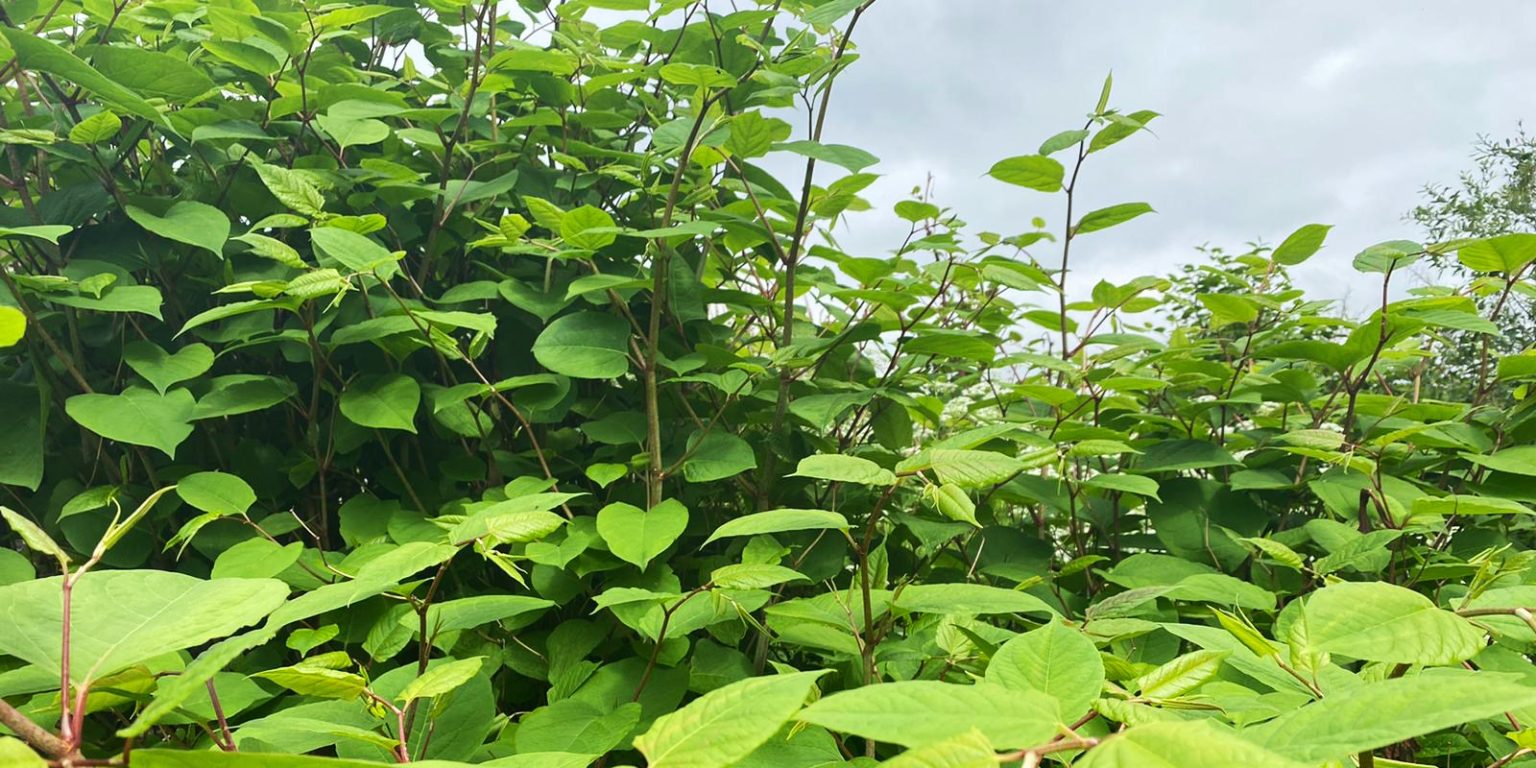 Japanese Knotweed plant