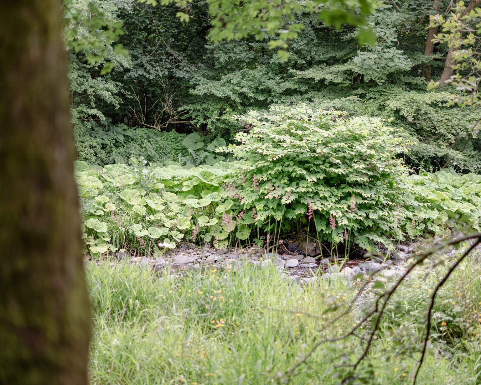 Japanese Knotweed plant photographed in spring