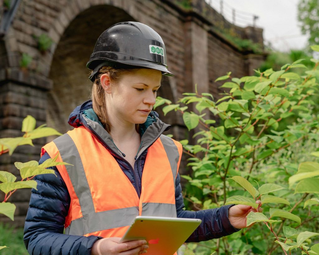 Female wearing a JBB Knotweed solutions hard hat and orange high-vis jacket inspecting green leaves and red stems of Japanese Knotweed