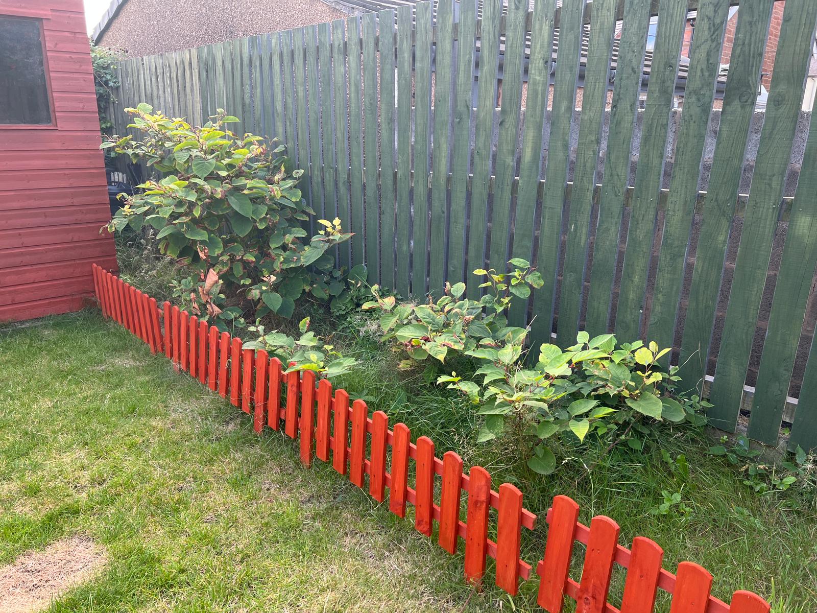 Japanese Knotweed plants in a garden