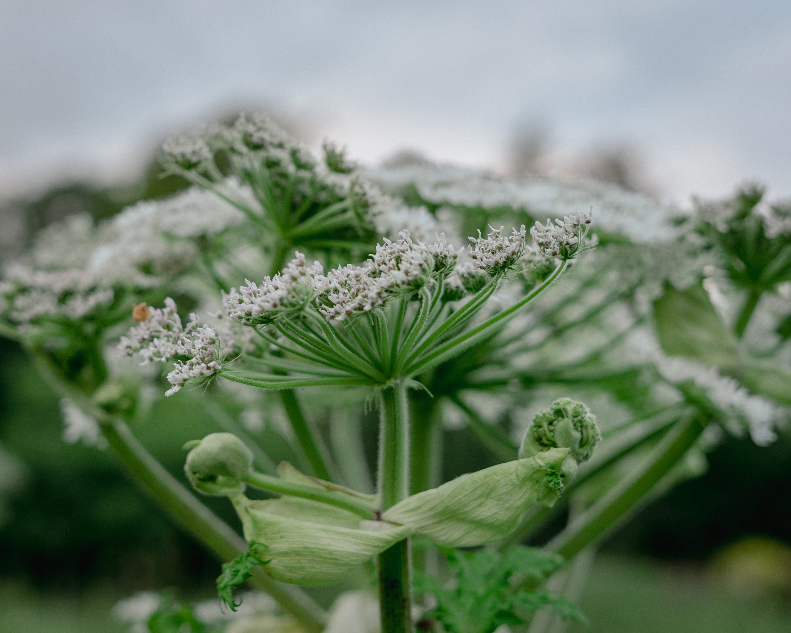 giant-hogweed-dangers-and-control-measures-jbb-knotweed