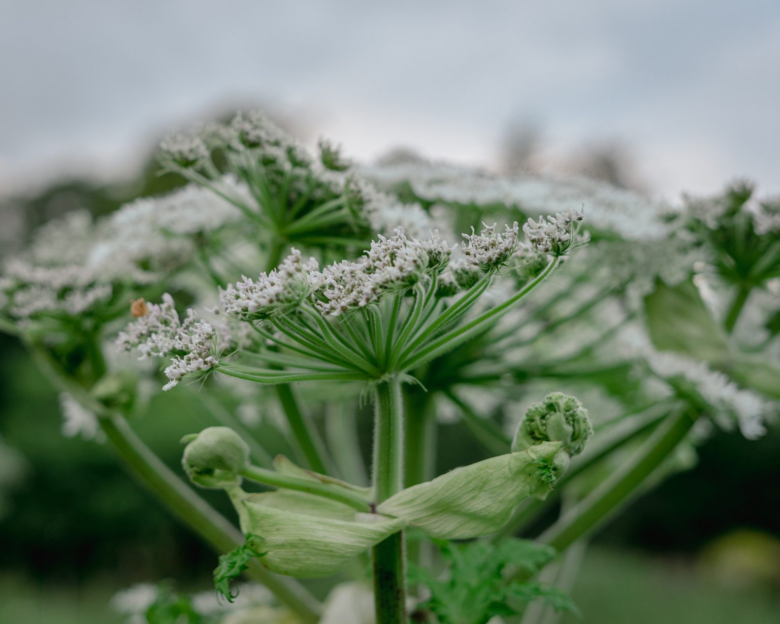 White flowers and green stems of the Giant Hogweed invasive weed