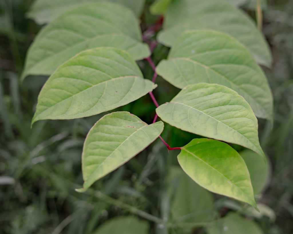 Red/purple stalk and green arrow-shaped leaves of Japanese Knotweed on a property being sold