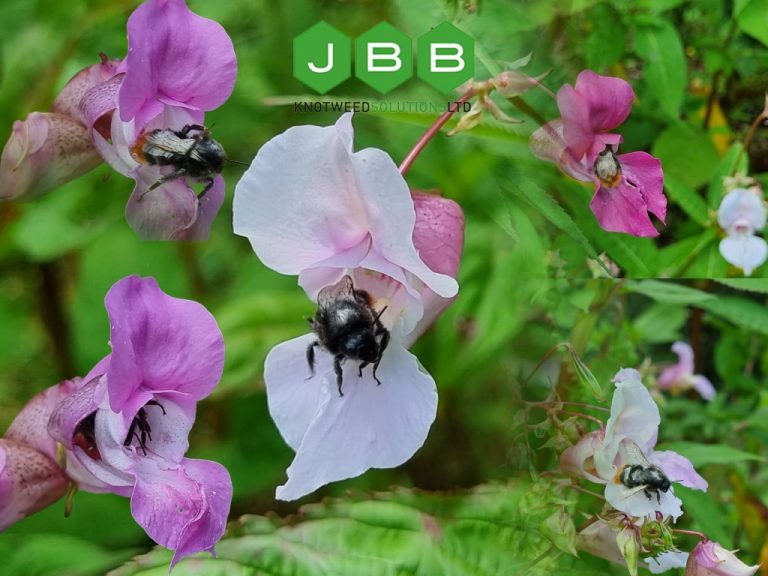 Photograph of bees on purple Himalayan Balsam plants