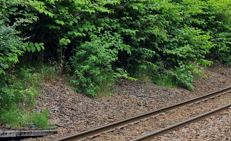 Green leaves of Japanese Knotweed growing alongside a railway line