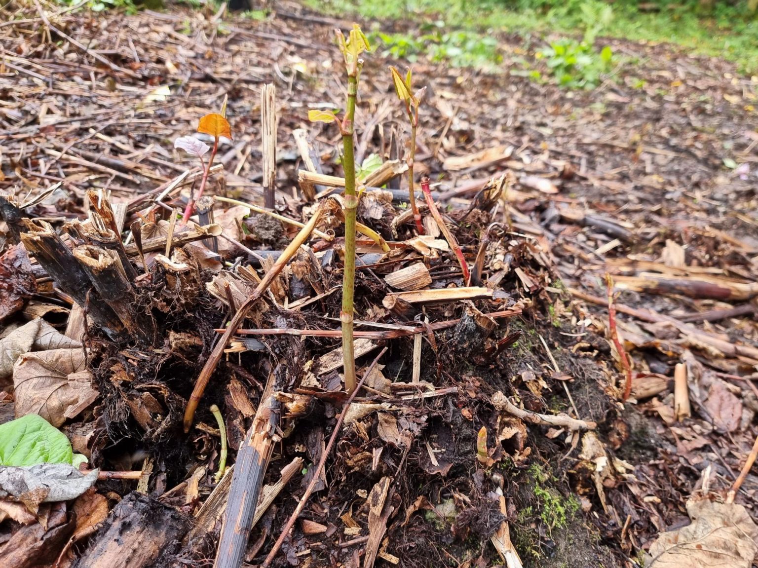 Japanese Knotweed brown roots