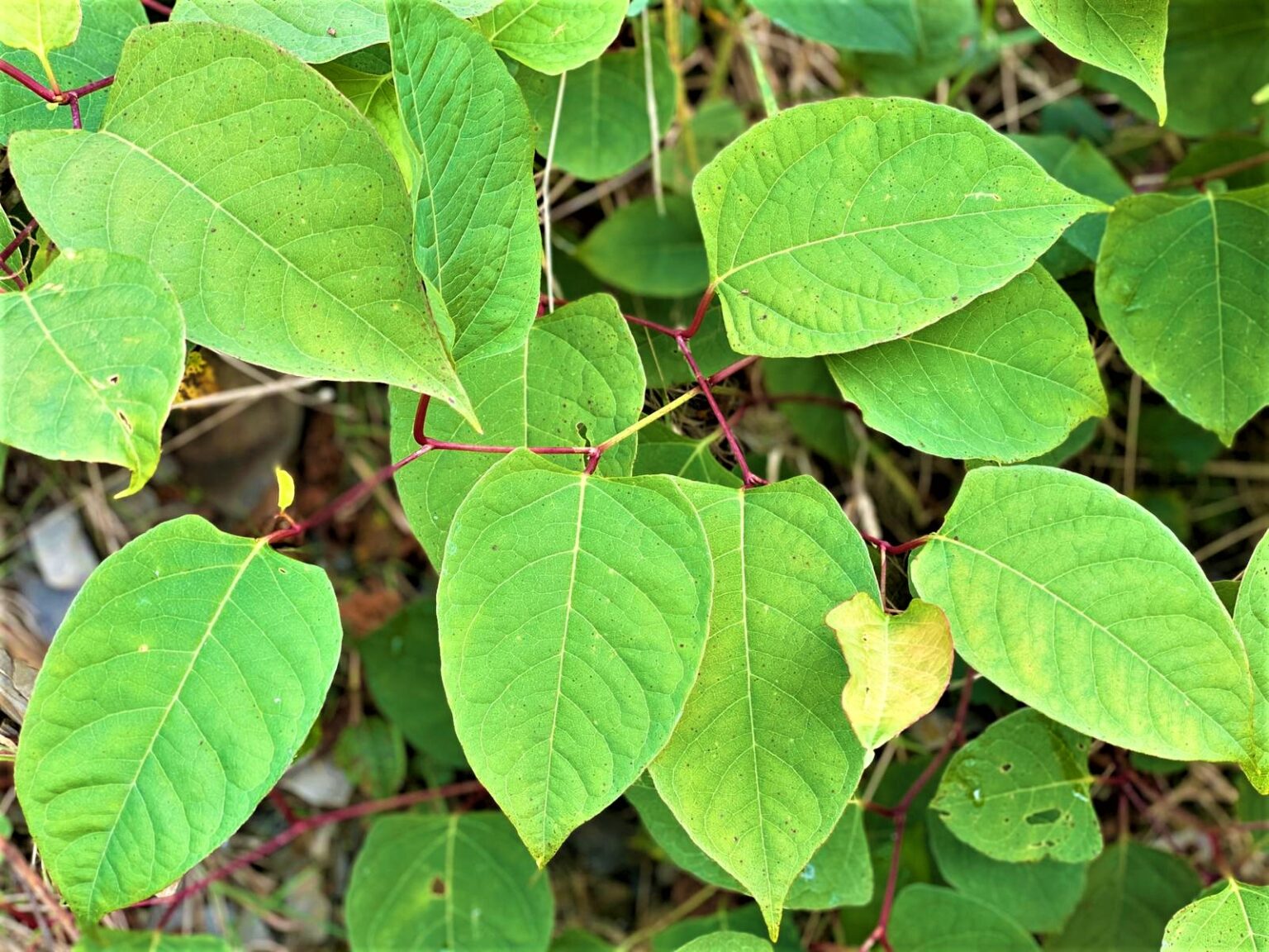 How to Identify Japanese Knotweed in Scotland | JBB Experts