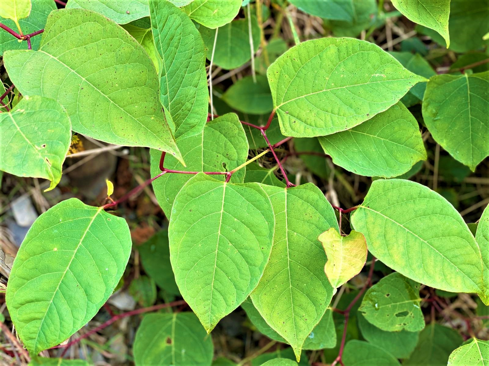 Japanese Knotweed Identification: How to Spot It Early