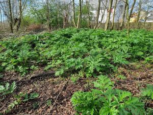 Photography of a growth of the Giant Hogweed plant covering a vast woodland area with housing area in the background