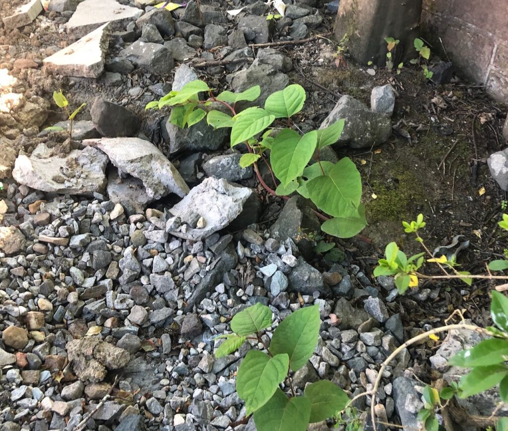 Japanese Knotweed Identification: How to Spot It Early
