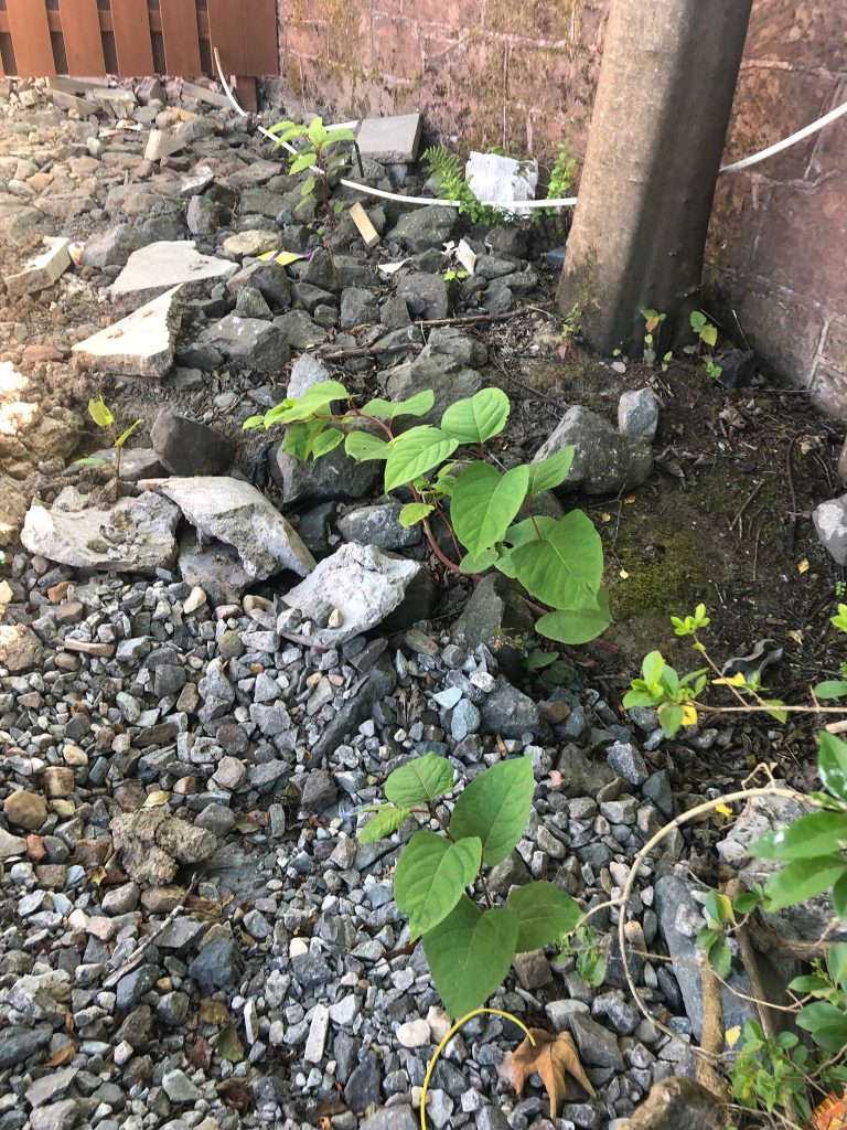 Green arrow-shaped leaves of Japanese Knotweed