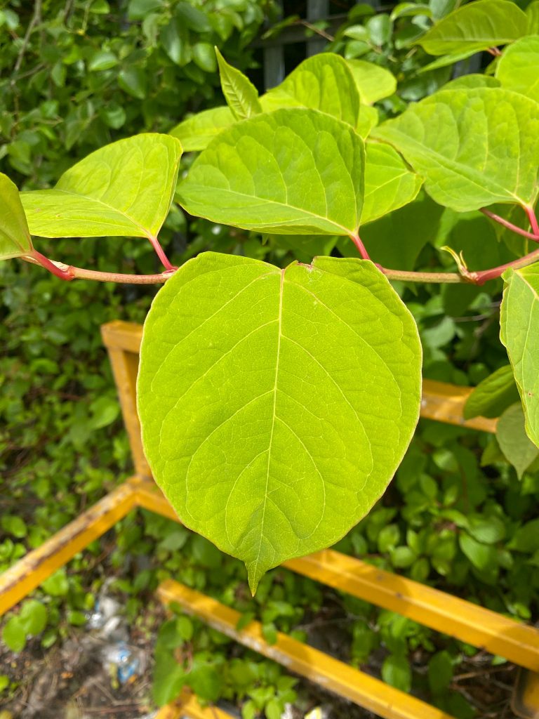 How to Identify Japanese Knotweed? Knotweed heart/spade-shaped leaves