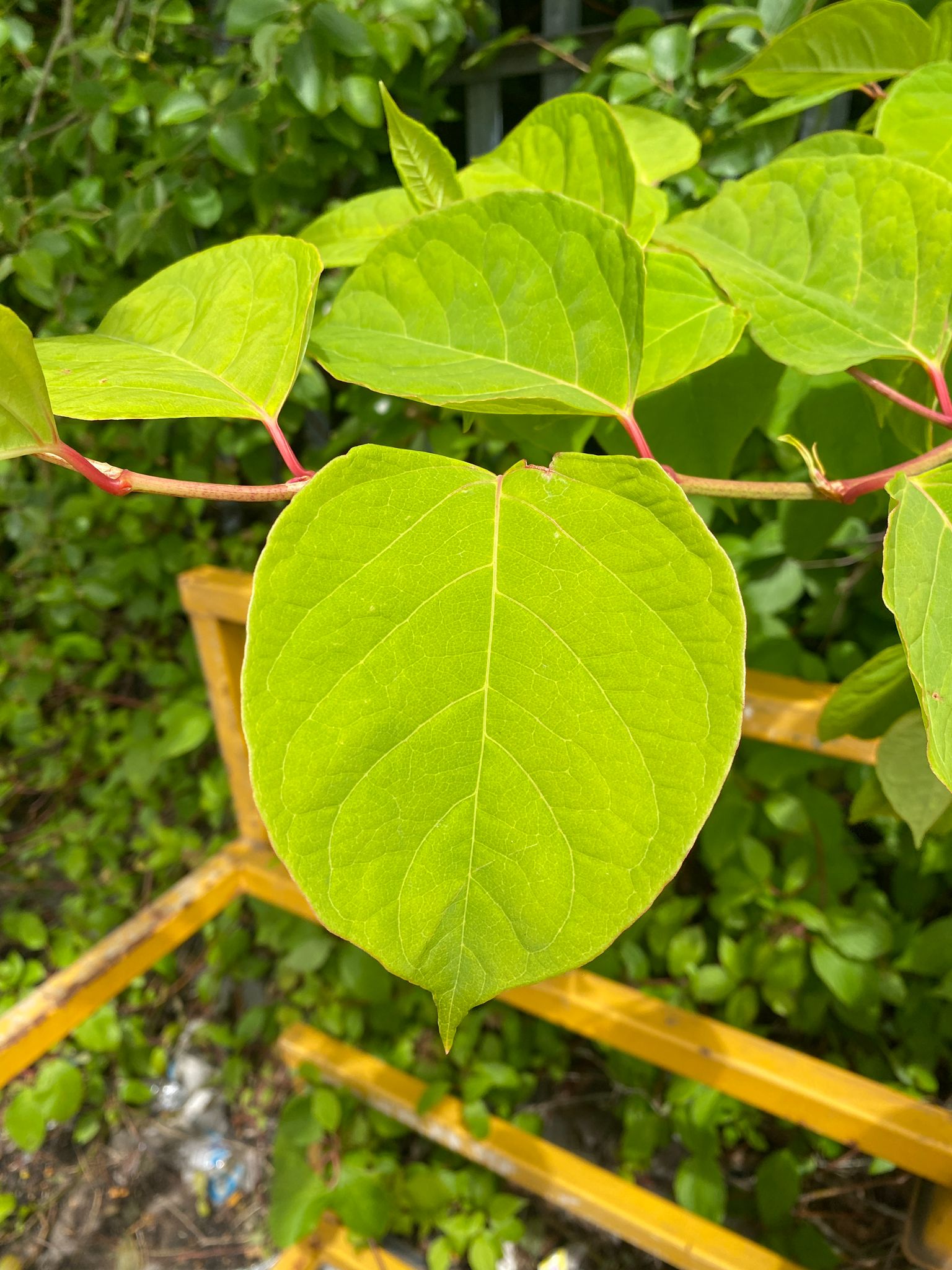 Knotweed heart/spade-shaped leaves
